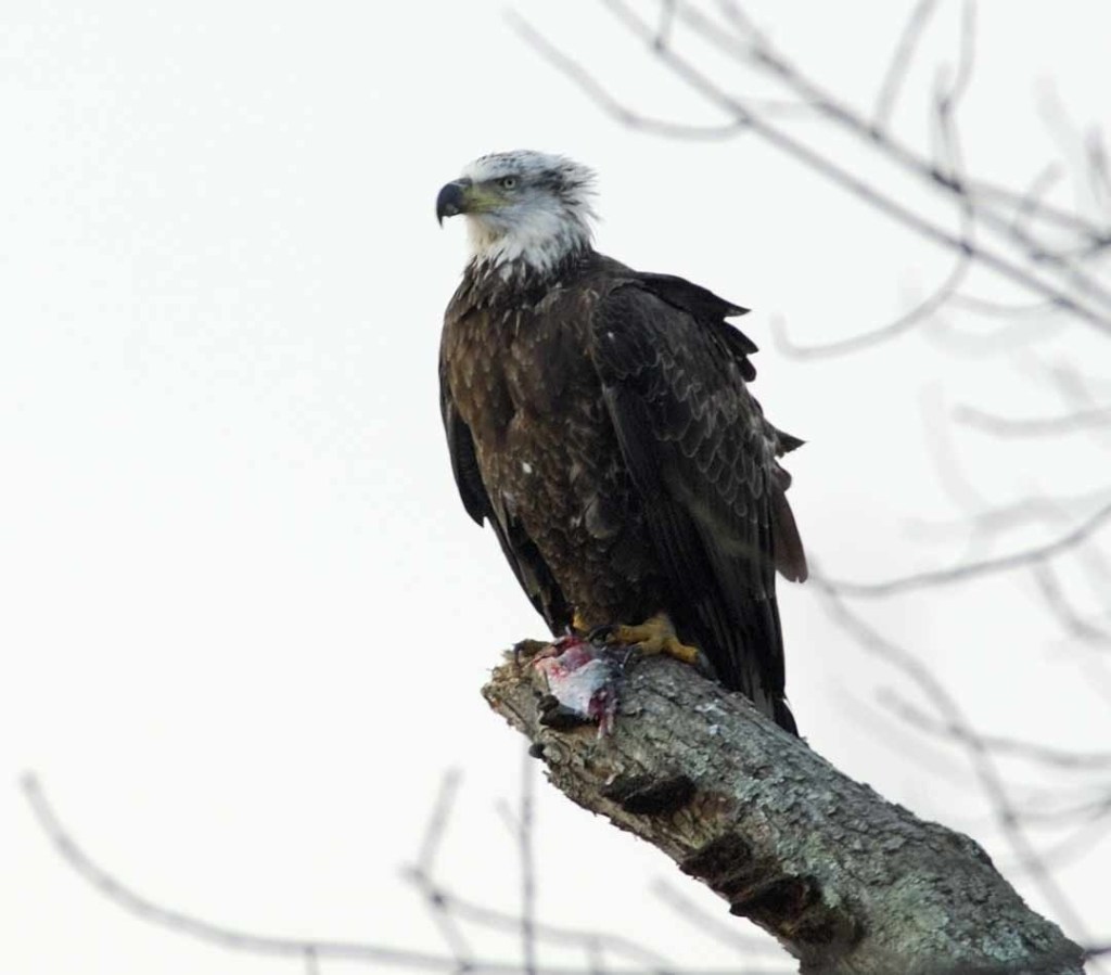 Keep letting young eagles&nbsp;fly